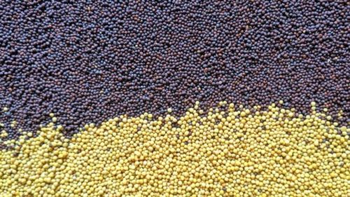 Știai că există și semințe de mustar maron închis, nu doar galbene? Iată care sunt diferențele și cum poți le folosi, dincolo de sosul din borcan