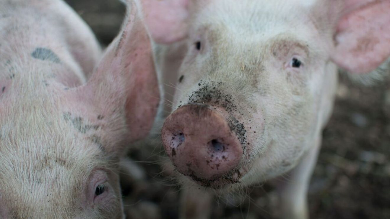 Ing. Abraham Tiberiu, expert în industria porcului, răspunde articolului publicat pe site-ul lantulalimentar.ro despre Programul de sprijinire a reproducției în sectorul suinelor