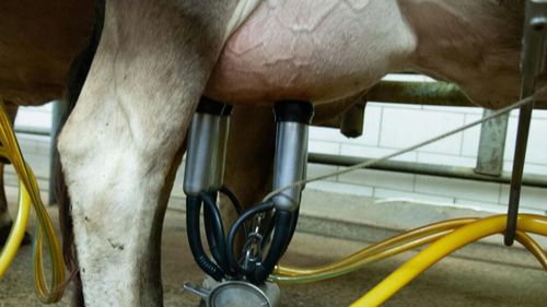 Vaci false care pot fi mulse, la un târg din Statele Unite, din cauza temerilor legate de gripa aviară: „În mod normal, am avea o vacă adevărată acolo”