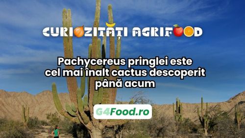 Curiozitate agri-food: Pachycereus pringlei este cel mai înalt cactus descoperit până acum și măsoară aproape 20 de metri