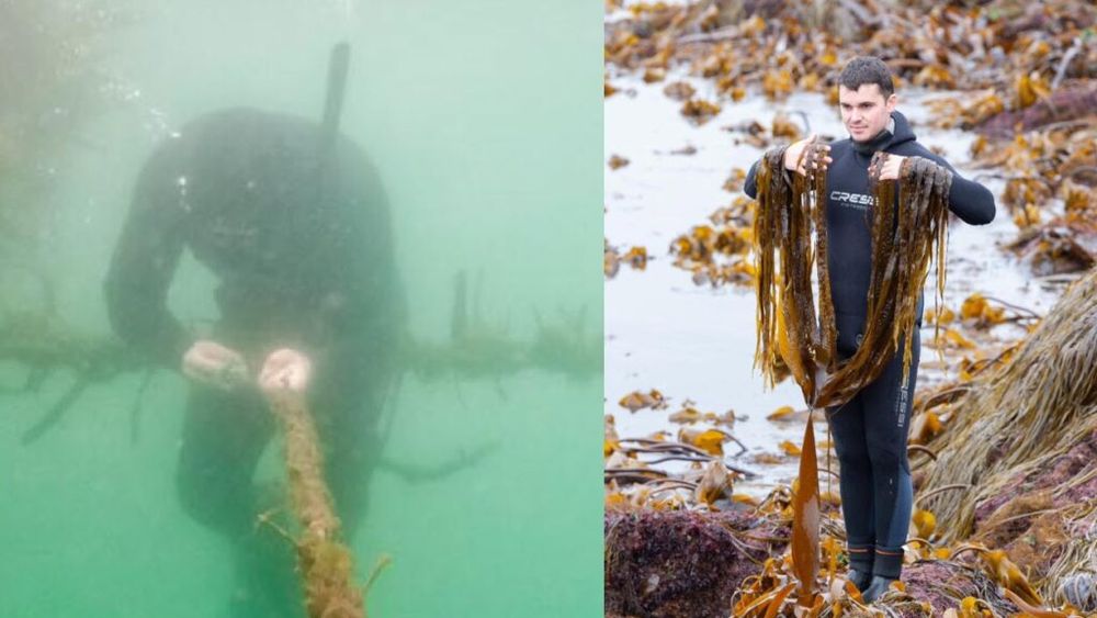 Alge bio cultivate într-o mică fermă marină din Galicia, pe coasta Atlanticului/ Sunt cerute de bucătari de pe tot globul