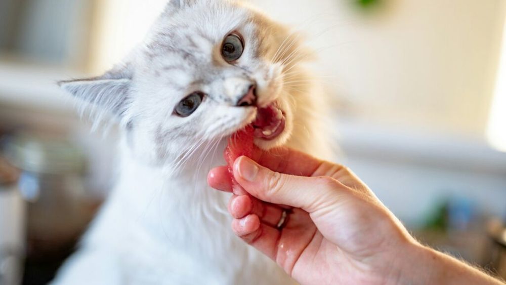 Hrănirea cu responsabilitate a animalelor de companie/ Ghid practic pentru stăpâni /